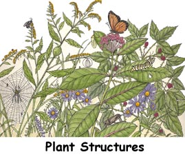 Plant Structure - The Parts of a Plant -- Exploring Nature Educational