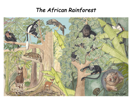 African Rainforest Poster -- Exploring Nature Educational Resource