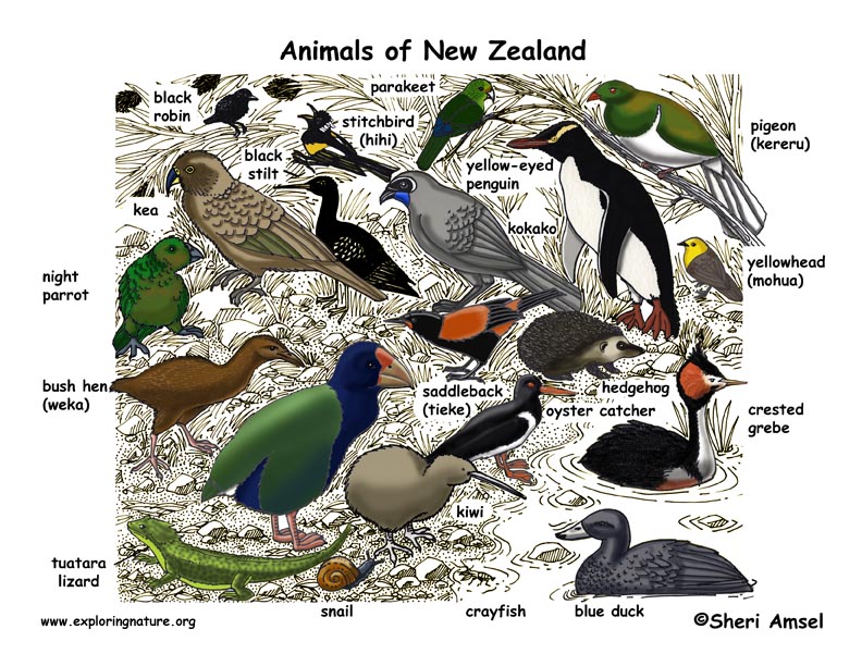 dangerous animals in new zealand