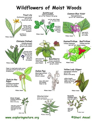 Wildflowers of Moist Forests -- Exploring Nature Educational Resource