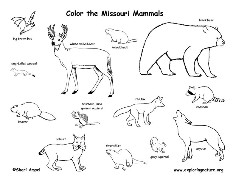 image gallery: missouri mammals