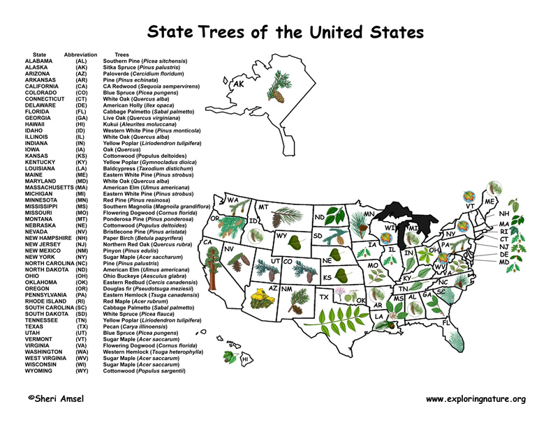 State Trees