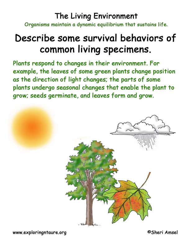 Plant Behavior