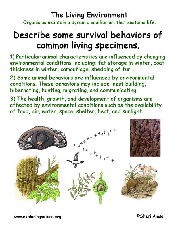 Living Environment Survival Adaptations