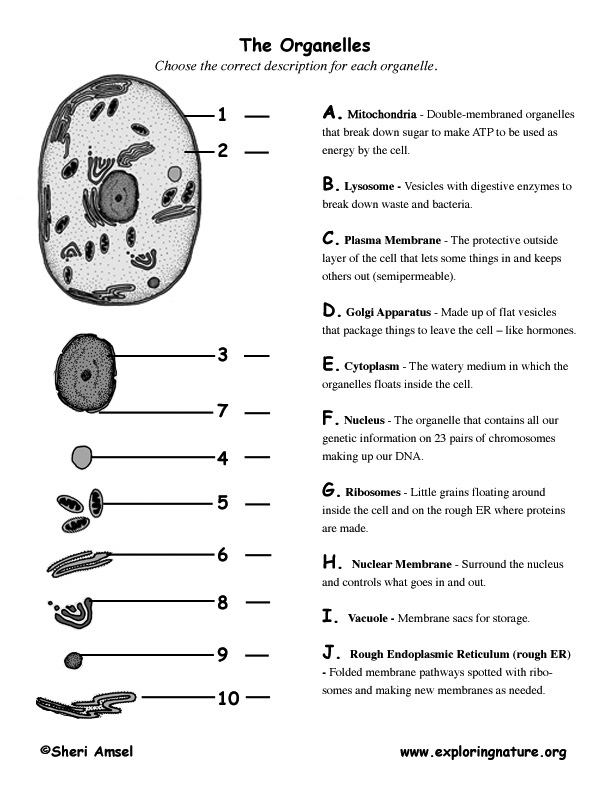 Cells And Their Organelles Worksheet Quizlet Richinspire