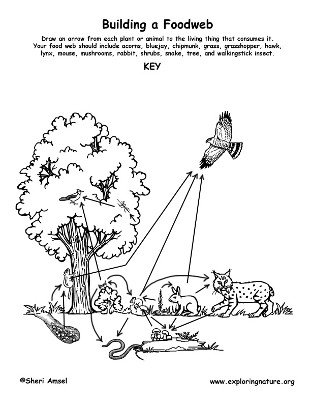 forest food web examples. Forest Habitat Food Web