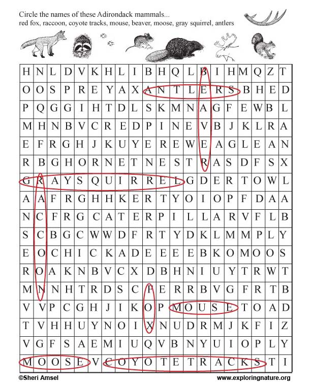 word-search-mammals