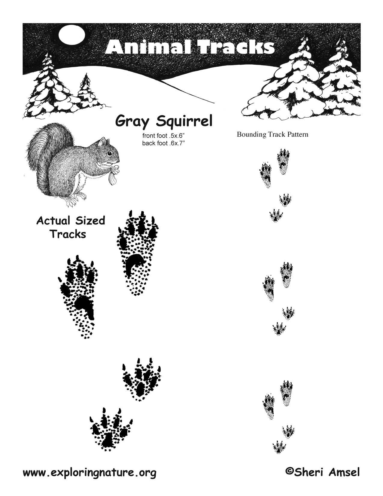 Squirrel Tracks