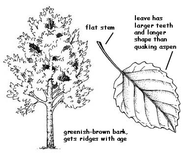 Aspen Tree Diagram