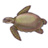 Sea Turtle (Loggerhead)