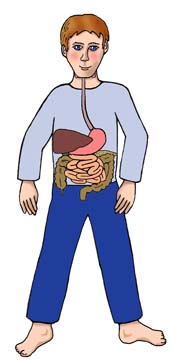 Digestive System Quiz Game