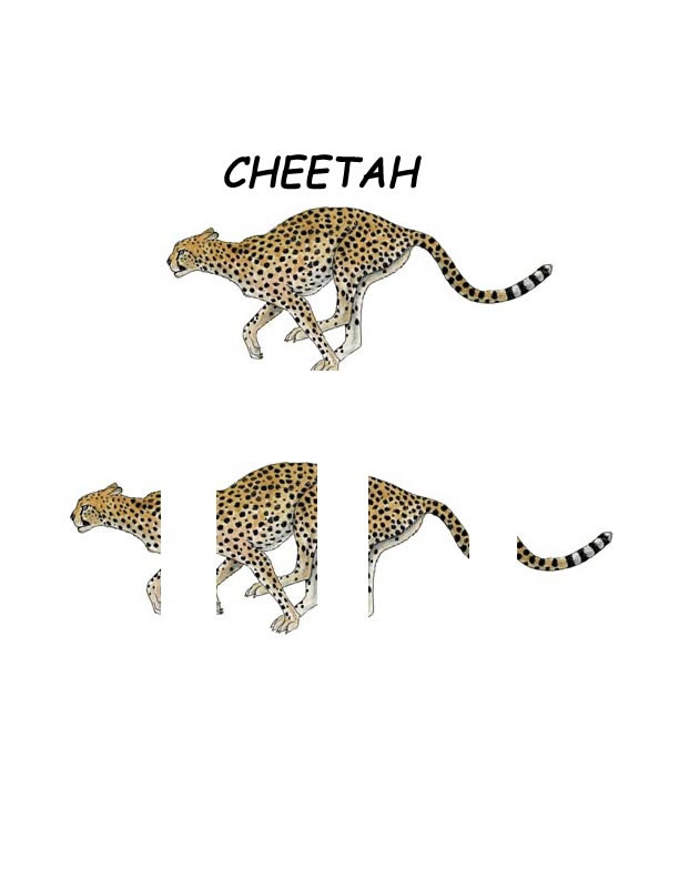 Matching Animal Parts