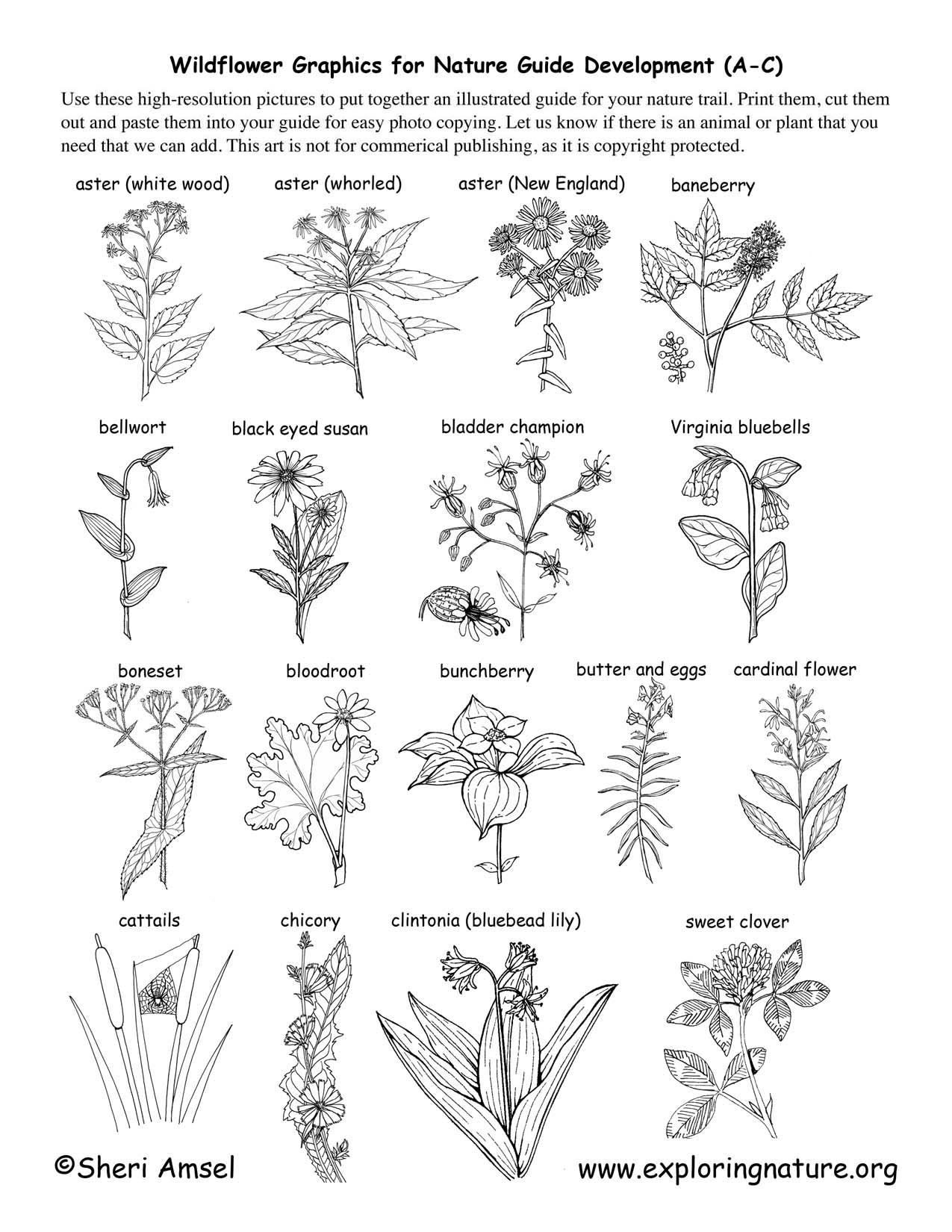 Wildflowers (That start with A through C)