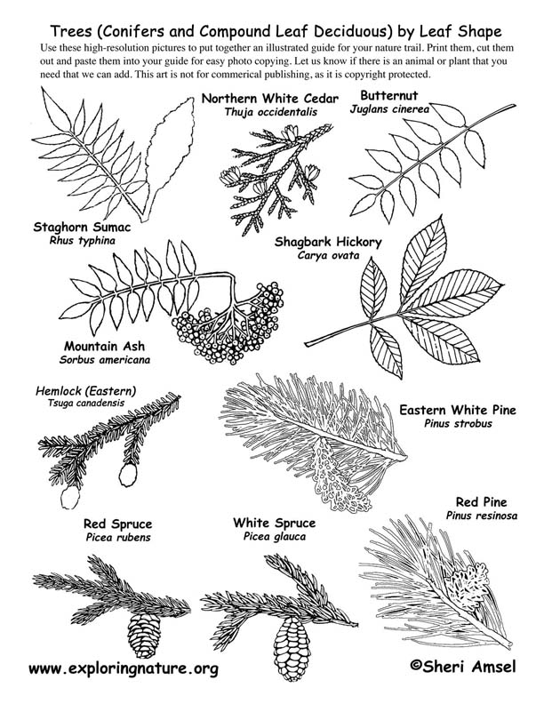 Tree Leaf Shapes