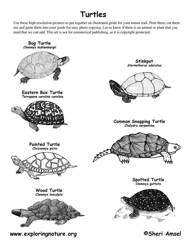 Turtles -- Exploring Nature Educational Resource