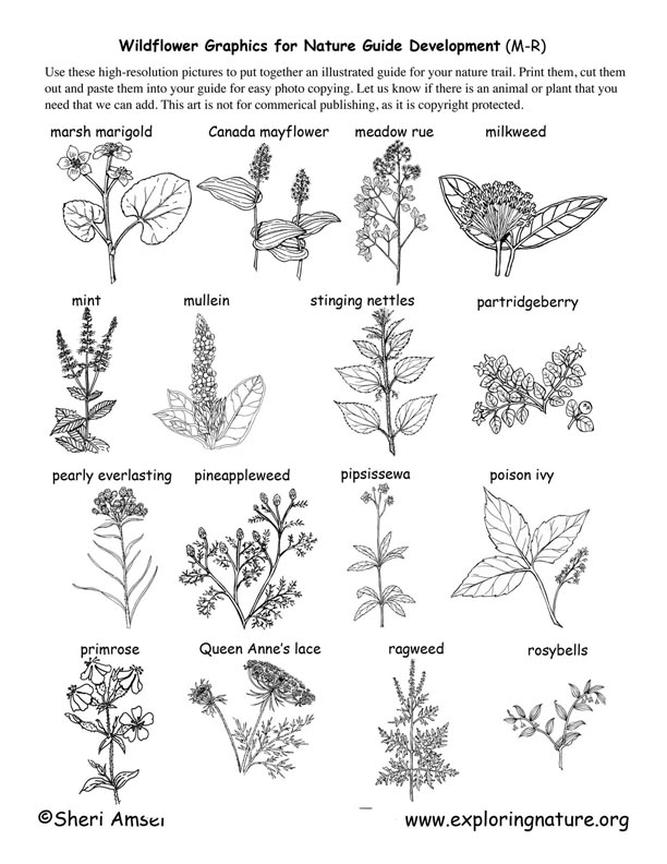 Wildflowers (that start with M through R)