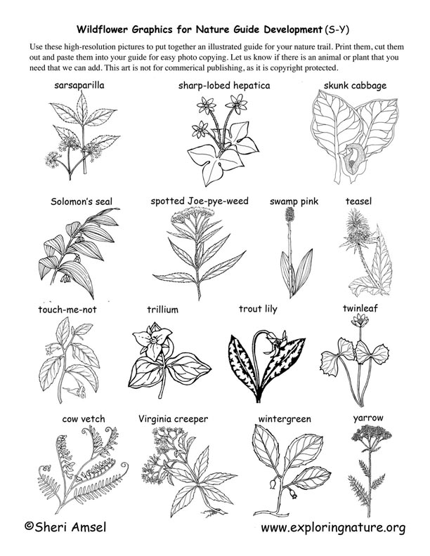 Wildflowers (that start with S through Y)