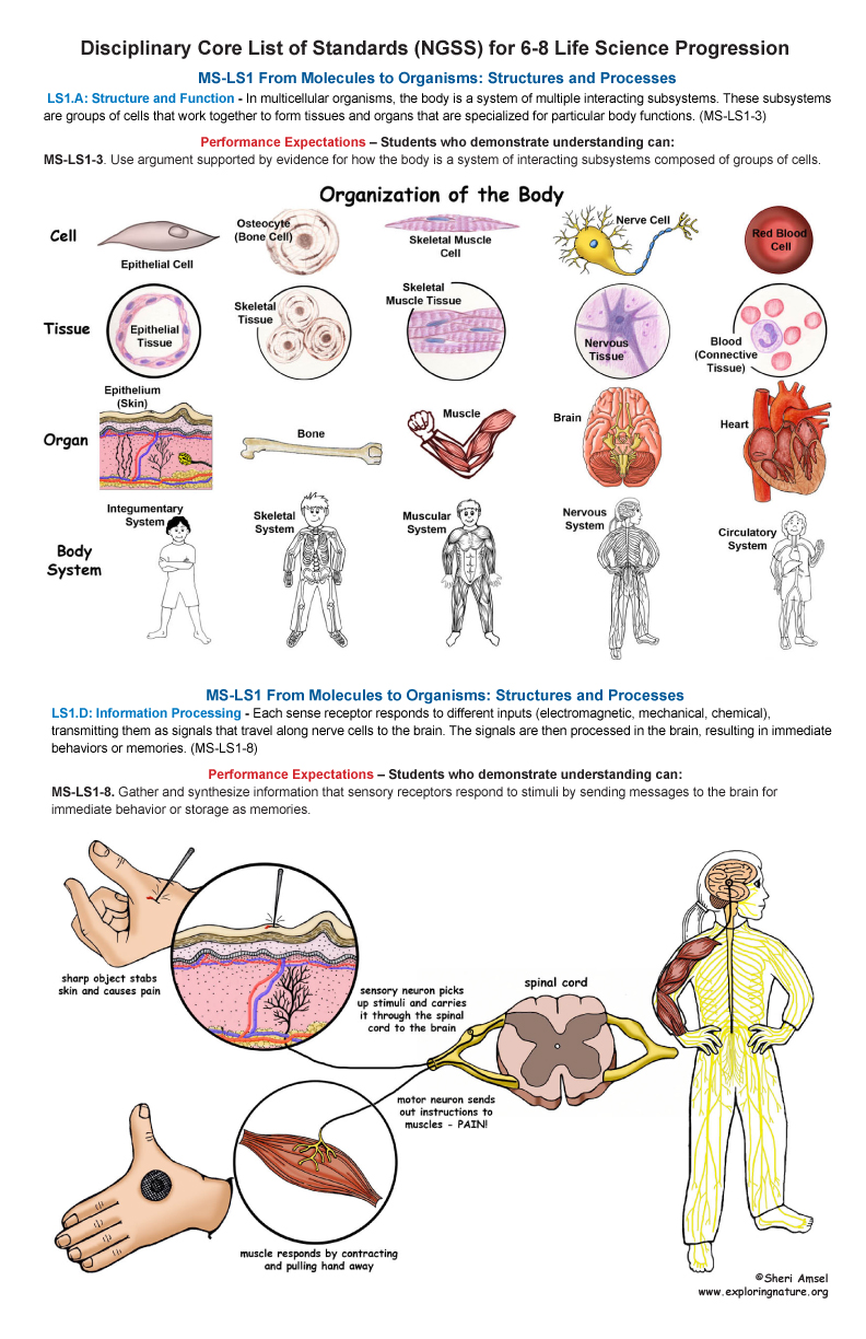 Grades 6-8 Life Science Standards and Poster (11x17")