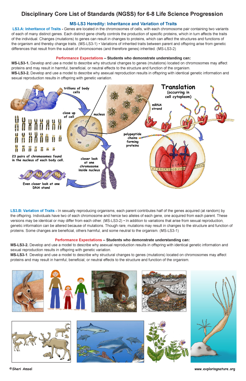 Grades 6 8 Life Science Standards And Poster 11x17 Quot