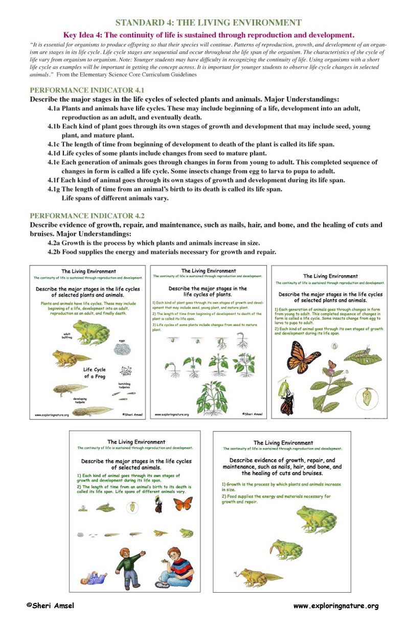 Key Idea 4: The continuity of life is sustained through reproduction ...