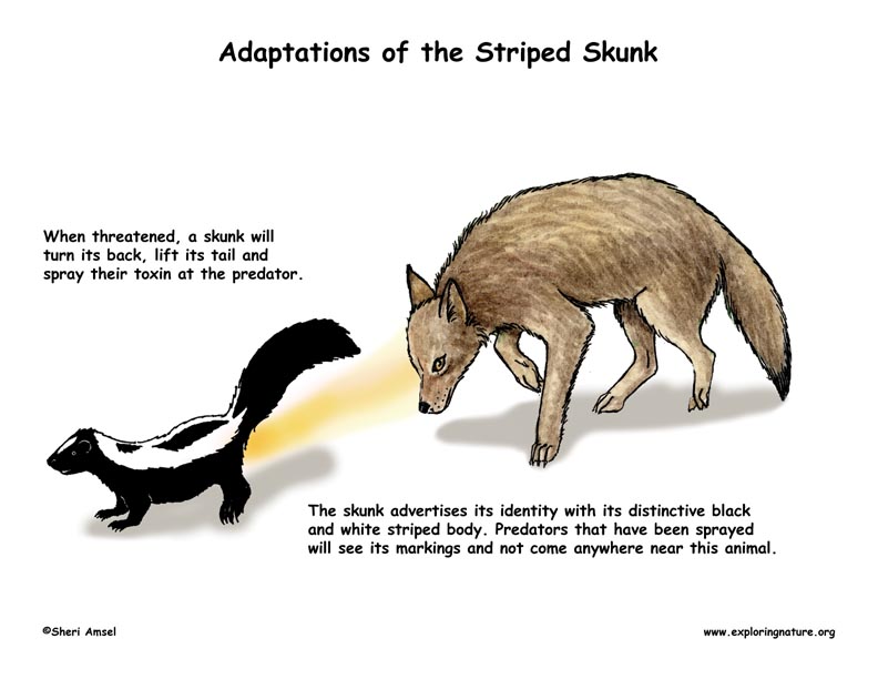 skunk spray toxic