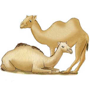 camel adaptations