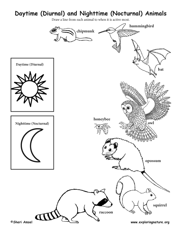 Daytime Diurnal And Nighttime Nocturnal Animals Activity