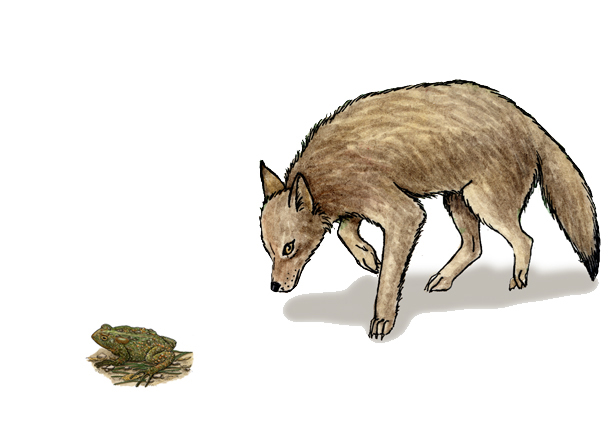 Frog and toad - Habitat, Adaptations, Reproduction