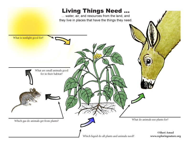 what-do-living-things-need-fill-in-the-blank