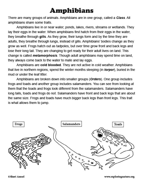 Amphibians: Read and React