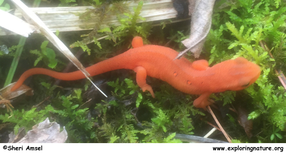 orange salamander poisonous