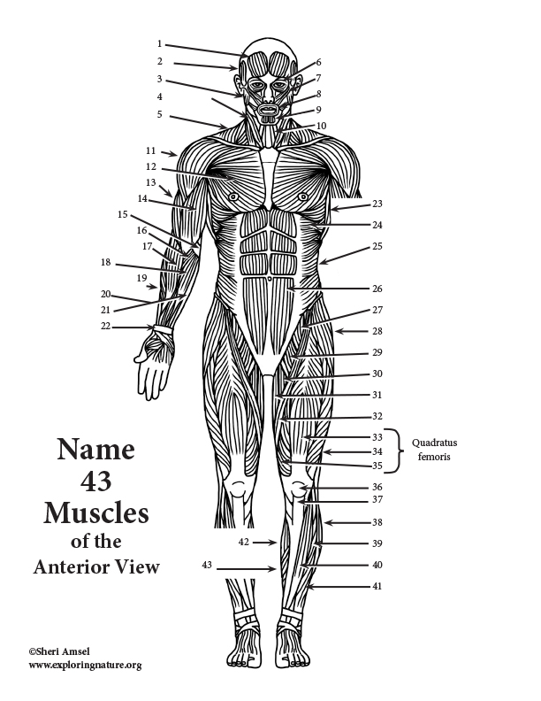 Muscles of the Anterior Body Labeling (HS-Adult)