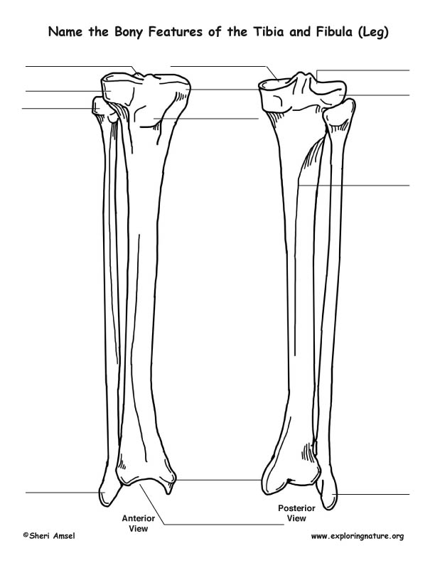 tibia and fibula posterior view