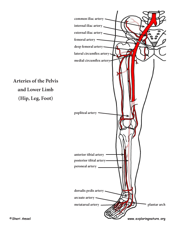 Arteries of the Lower Limb (Pelvis, Leg and Foot) (Advanced*)