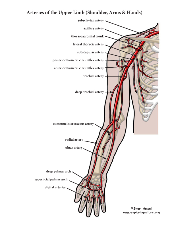 Upper Limb Vasculature Anatomy Printable Poster 