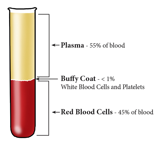 Blood