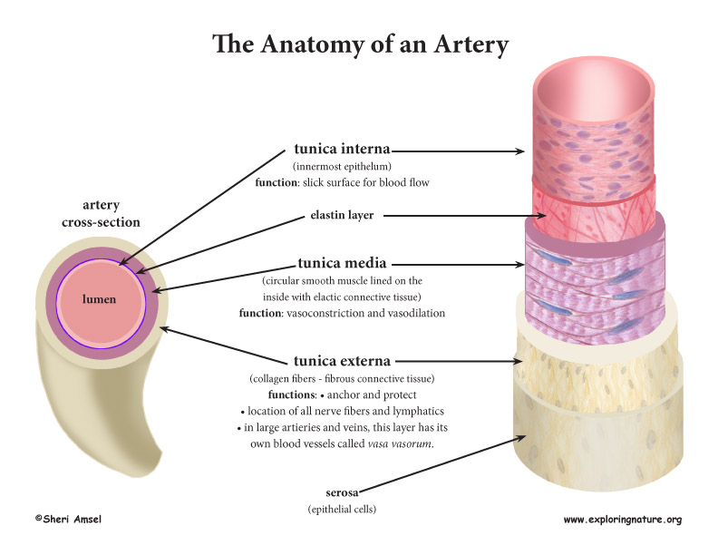 Blood Vessel Anatomy Advanced