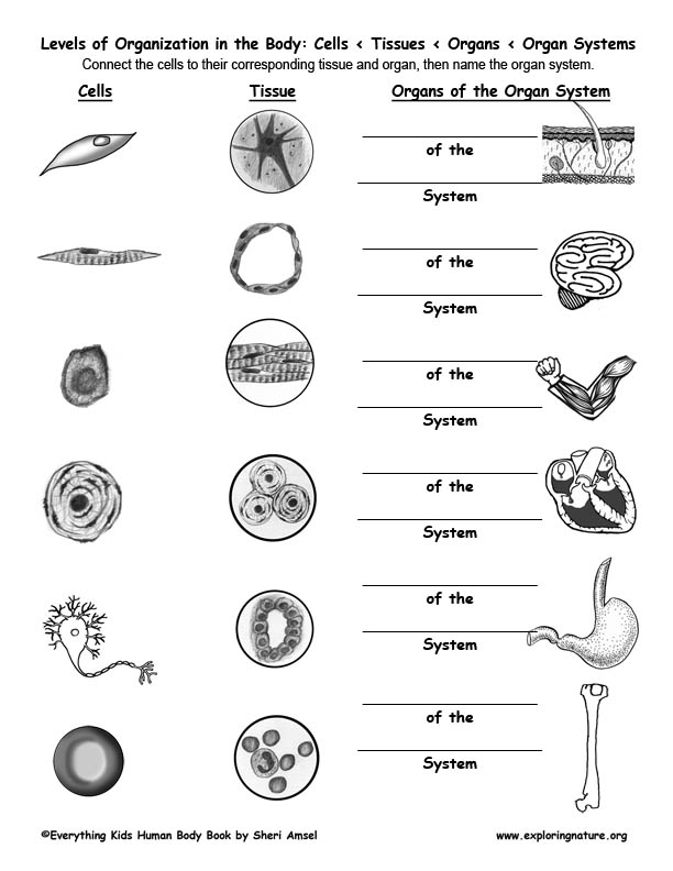 Levels Of Organization In The Body Cells Tissues Organs Organ Systems QUIZ