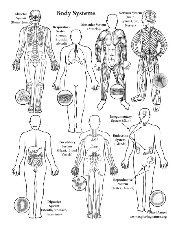 Body Systems (Advanced)