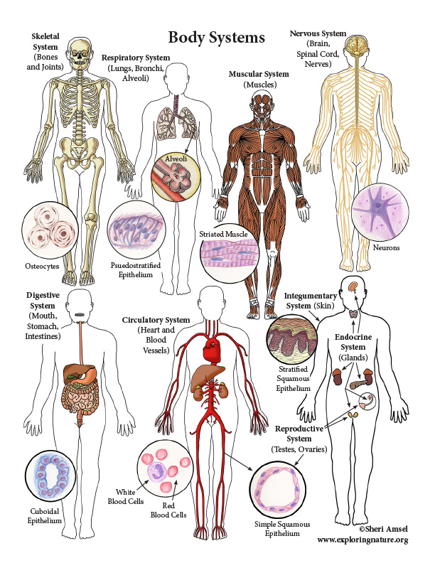 Human Body Systems (Advanced)
