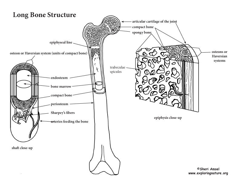 Bone Structure and the Anatomy of Long Bones