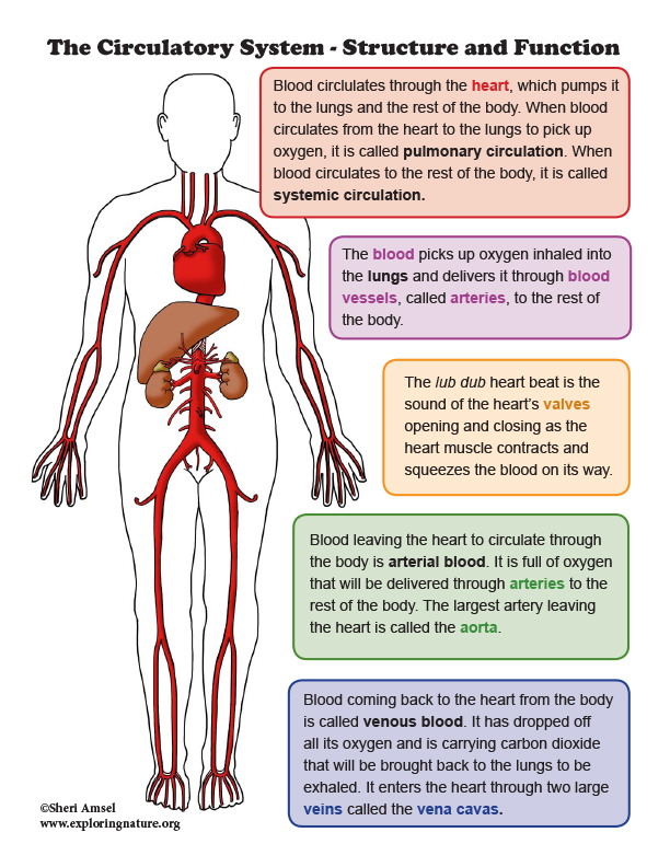 Circulatory System Structure And Function Mini Poster