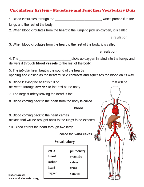 The Circulatory System Worksheet