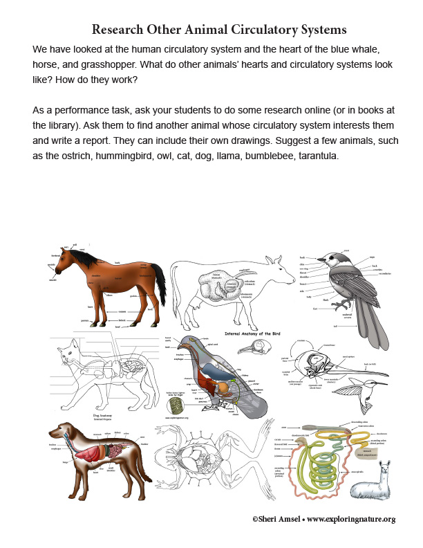 Compare Your Heart to Other Animals - Read and Research