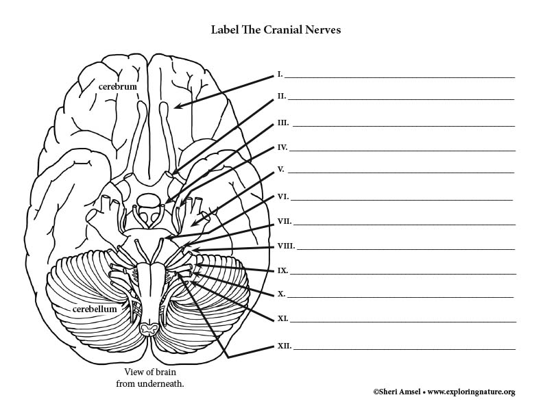 Cranial Nerves Labeling Page