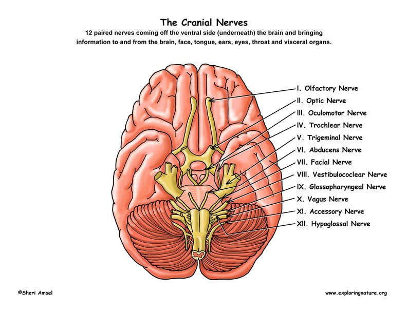ventral brain cranial nerves