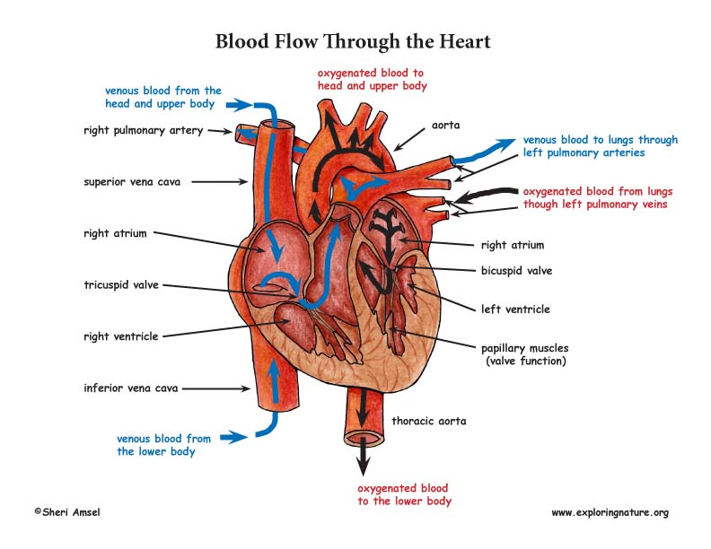 fish heart blood flow diagram