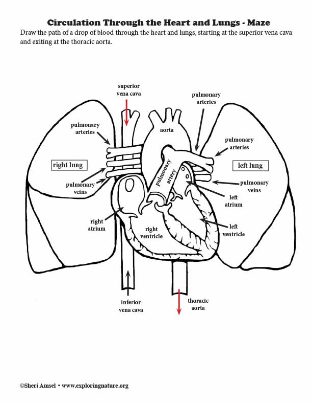 Circulation Through the Heart and Lungs - Maze