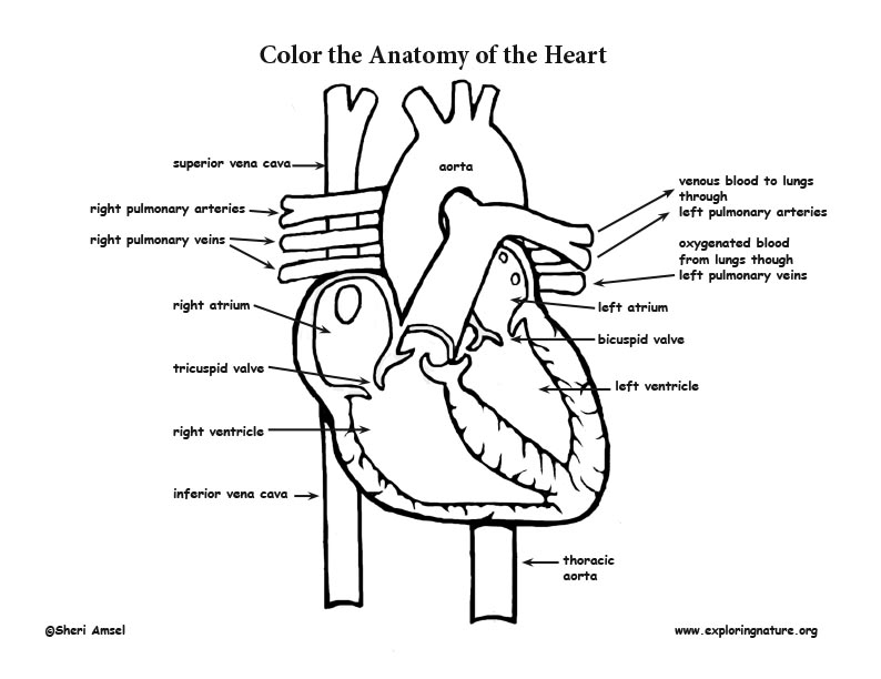 Heart Drawing Pictures | Download Free Images on Unsplash