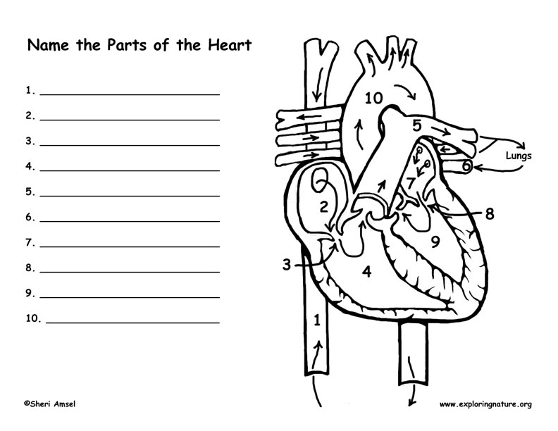 the human heart with labels